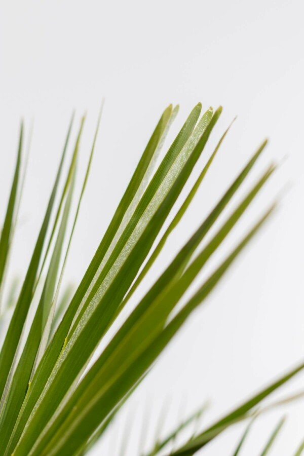 Europæisk dværgpalme Chamaerops humilis busk 100-125 potte Chamaerops humilis 100-125 cm