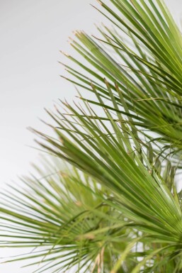 Europæisk dværgpalme Chamaerops humilis busk 100-125 potte