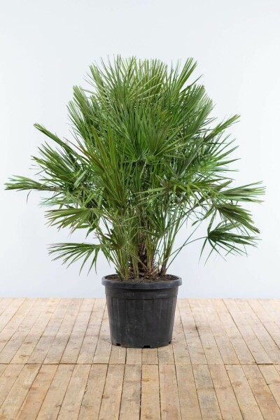 Europæisk dværgpalme Chamaerops humilis busk 125-150 potte Chamaerops humilis 125-150 cm