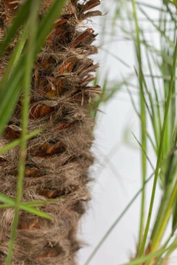 Europæisk dværgpalme Chamaerops humilis busk 125-150 potte