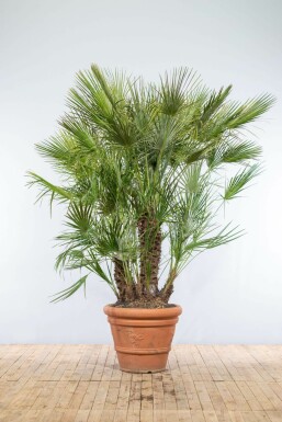 Chamaerops humilis