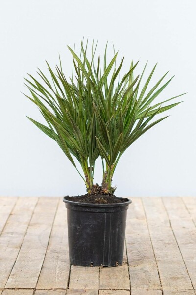 Europæisk dværgpalme Chamaerops humilis busk 40-60 potte Chamaerops humilis 40-60 cm