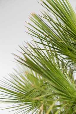 Europæisk dværgpalme Chamaerops humilis busk 40-60 potte Chamaerops humilis 40-60 cm
