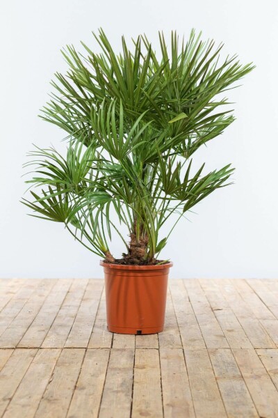 Europæisk dværgpalme Chamaerops humilis busk 80-100 potte Chamaerops humilis 80-100 cm