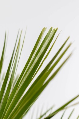 Chamaerops humilis 80-100 cm