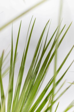 Chamaerops humilis 80-100 cm