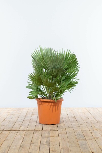 Chamaerops humilis 'Vulcano' 20-40 cm