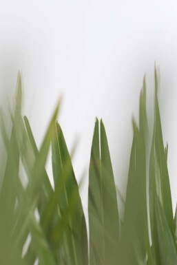 Europæisk dværgpalme Chamaerops humilis 'Vulcano' busk 20-40 potte Chamaerops humilis 'Vulcano' 20-40 cm