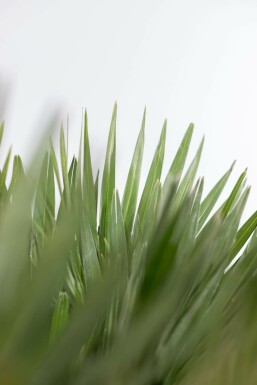 Europæisk dværgpalme Chamaerops humilis 'Vulcano' busk 40-60 potte Chamaerops humilis 'Vulcano' 40-60 cm
