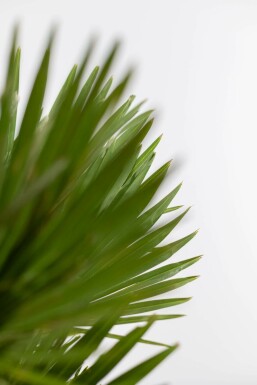 Europæisk dværgpalme Chamaerops humilis 'Vulcano' busk 40-60 potte