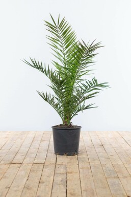 Fønikspalme Phoenix canariensis busk 100-125 potte