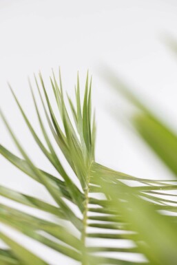 Fønikspalme Phoenix canariensis busk 100-125 potte Phoenix canariensis 100-125 cm