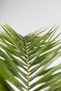Phoenix canariensis 100-125 cm