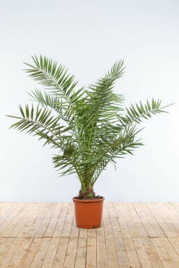 Fønikspalme Phoenix canariensis busk 125-150 potte