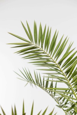 Fønikspalme Phoenix canariensis busk 125-150 potte