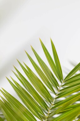 Fønikspalme Phoenix canariensis busk 125-150 potte Phoenix canariensis 125-150 cm