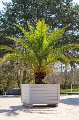 Phoenix canariensis 125-150 cm