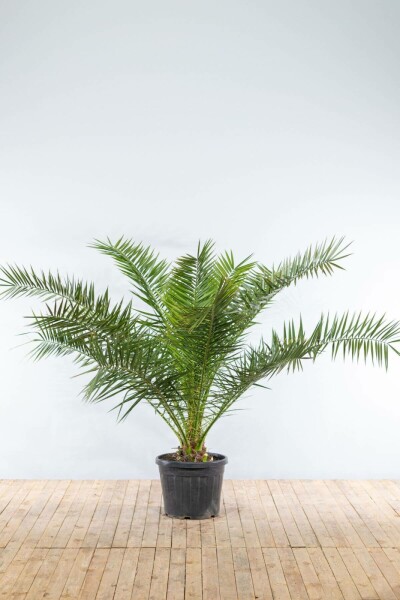 Fønikspalme Phoenix canariensis busk 150-175 potte Phoenix canariensis 150-175 cm
