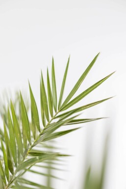 Fønikspalme Phoenix canariensis busk 150-175 potte Phoenix canariensis 150-175 cm