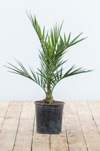 Fønikspalme Phoenix canariensis busk 20-40 potte Phoenix canariensis 20-40 cm