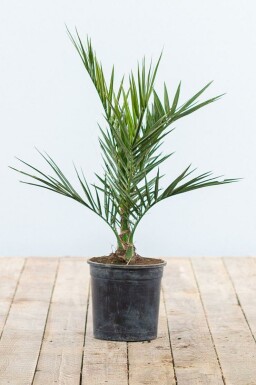 Phoenix canariensis 20-40 cm