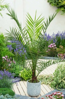 Fønikspalme Phoenix canariensis busk 20-40 potte Phoenix canariensis 20-40 cm