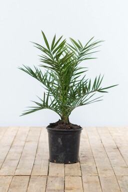 Phoenix canariensis 40-60 cm
