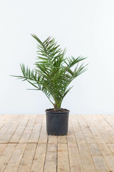 Phoenix canariensis 60-80 cm