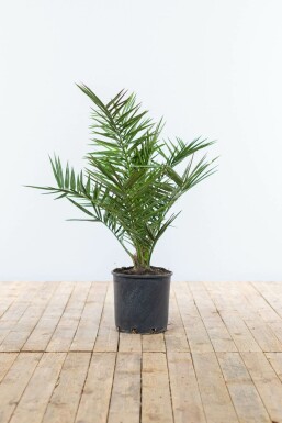 Phoenix canariensis 60-80 cm
