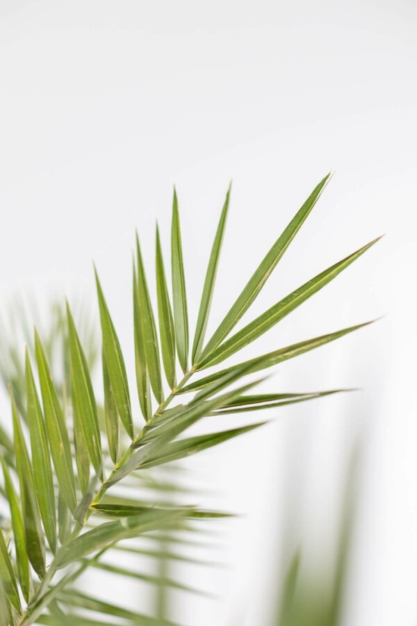 Fønikspalme Phoenix canariensis busk 60-80 potte Phoenix canariensis 60-80 cm