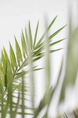 Fønikspalme Phoenix canariensis busk 60-80 potte Phoenix canariensis 60-80 cm