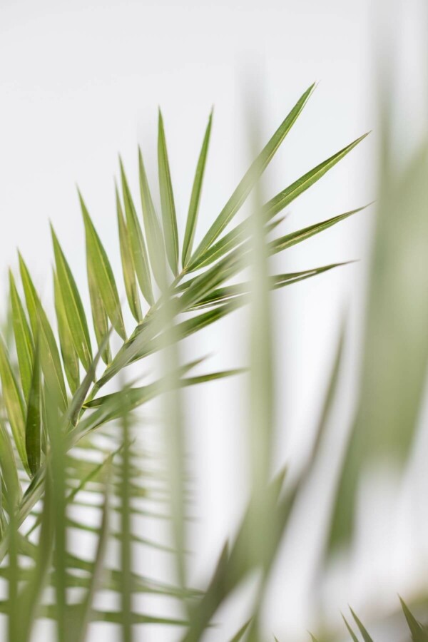 Fønikspalme Phoenix canariensis busk 80-100 potte Phoenix canariensis 80-100 cm