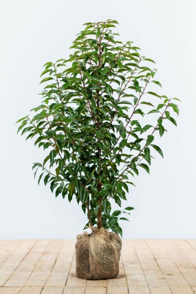 Prunus lusitanica 'Angustifolia' 60-80 cm