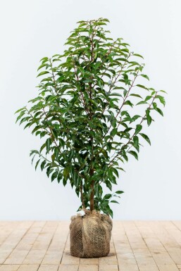 Portugi sisk laurbærkirsebær Prunus lusitanica 'Angustifolia' hæk 60-80 rodklump Prunus lusitanica 'Angustifolia' 60-80 cm