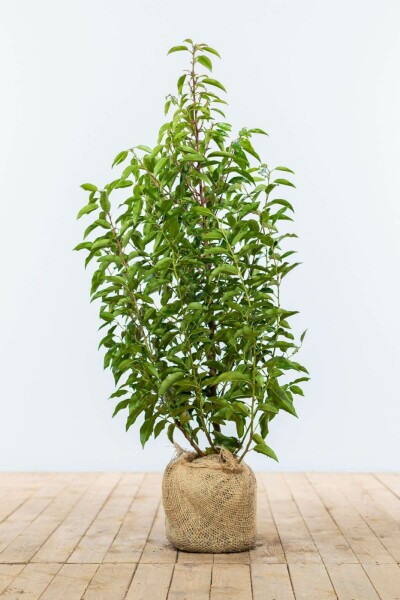 Prunus lusitanica 'Angustifolia' 80-100 cm