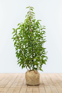 Prunus lusitanica 'Angustifolia' 80-100 cm