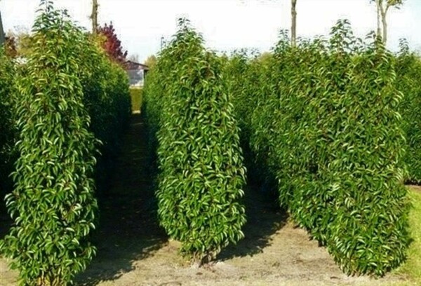 Prunus lusitanica 'Angustifolia' 80-100 cm