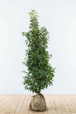 Prunus lusitanica 'Angustifolia' 125-150 cm