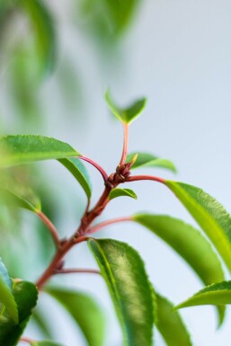 Portugi sisk laurbærkirsebær Prunus lusitanica 'Angustifolia' hæk 125-150 rodklump