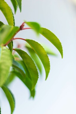 Portugi sisk laurbærkirsebær Prunus lusitanica 'Angustifolia' hæk 125-150 rodklump