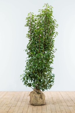 Prunus lusitanica 'Angustifolia' 150-175 cm