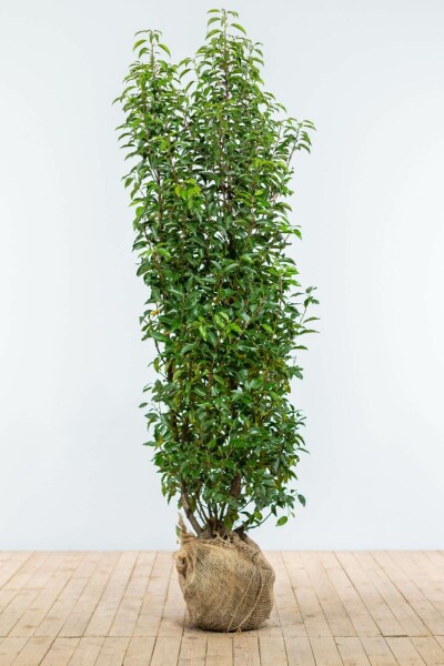 Prunus lusitanica 'Angustifolia' 175-200 cm