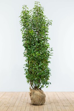 Prunus lusitanica 'Angustifolia' 175-200 cm