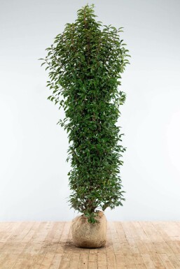 Prunus lusitanica 'Angustifolia' 200-225 cm
