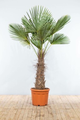 Hørpalme Trachycarpus fortunei med stamme 100-120 225-250 potte Trachycarpus fortunei 225-250 cm