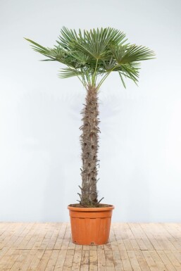 Hørpalme Trachycarpus fortunei med stamme 120-140 225-250 potte Trachycarpus fortunei 225-250 cm