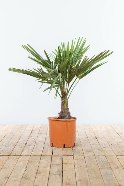 Trachycarpus fortunei 80-100 cm
