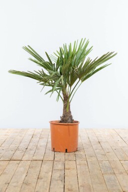 Hørpalme Trachycarpus fortunei med stamme 20-30 100-125 potte Trachycarpus fortunei 100-125 cm