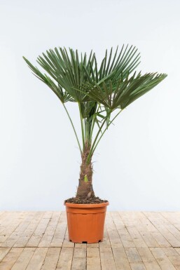 Hørpalme Trachycarpus fortunei med stamme 30-40 100-125 potte Trachycarpus fortunei 100-125 cm