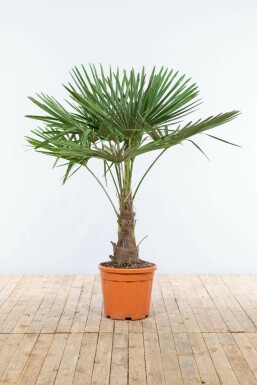 Hørpalme Trachycarpus fortunei med stamme 40-50 125-150 potte Trachycarpus fortunei 125-150 cm